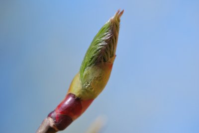Davidia involucrata - davídie listenová - jarní pučení